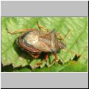 Picromerus bidens - Zweizaehnige Dornwanze 02.jpg